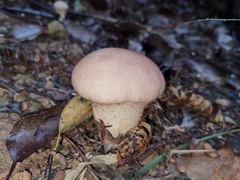 Calvatia boninensis