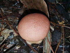Calvatia boninensis