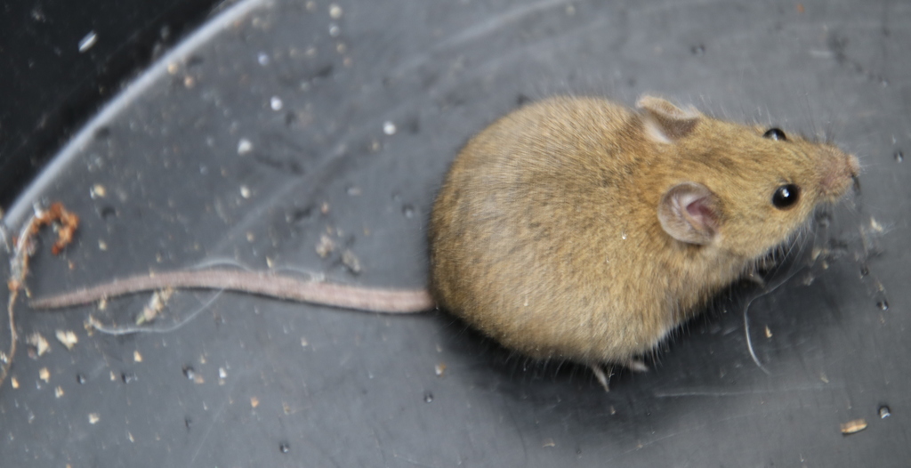 Algerian Mouse from 2530 Reguengo Grande, Portugal on September 17 ...