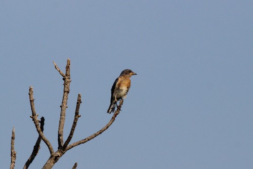 Eastern Bluebird photographed in South Dakota