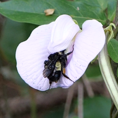 Centrosema arenicola