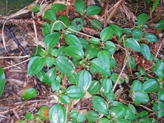 Melastoma dodecandrum