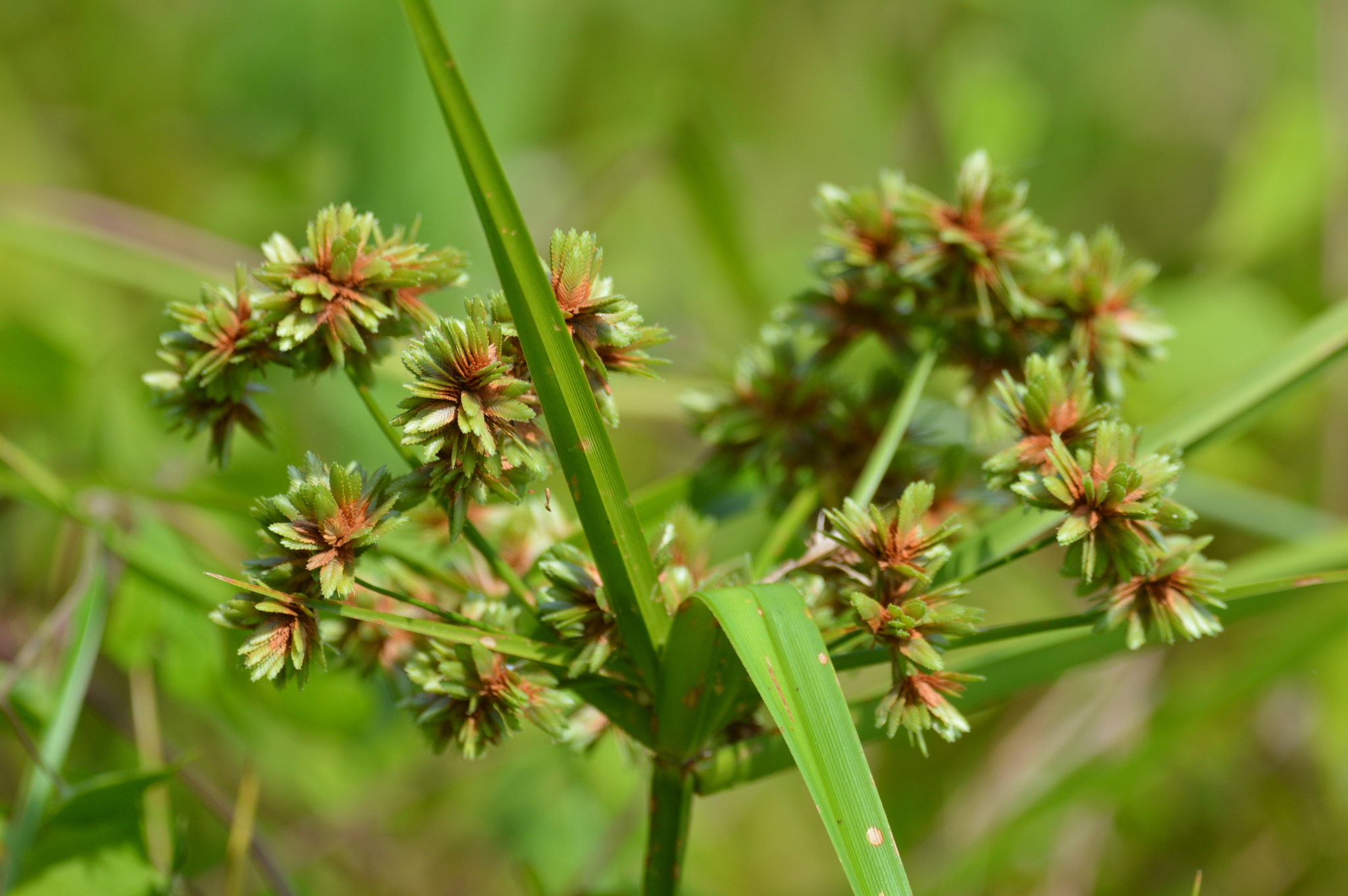 Cyperus virens