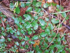 Melastoma dodecandrum