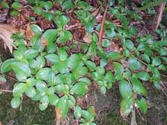 Melastoma dodecandrum