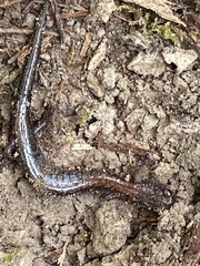 Plethodon cinereus