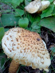 Pholiota kodiakensis