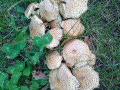 Pholiota kodiakensis