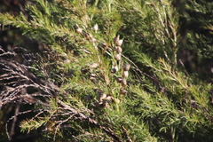 Cliffortia strobilifera