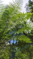 Cyathea divergens