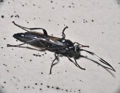 Ichneumon mendax