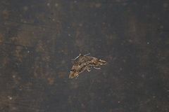 Hymenia perspectalis