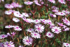 Lampranthus leptaleon