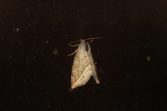Plagiomimicus ochoa