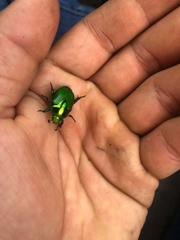 Calomacraspis splendens