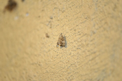 Scybalistodes periculosalis