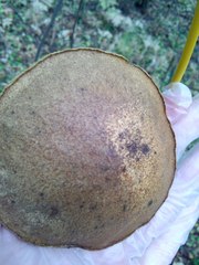 Suillus punctipes