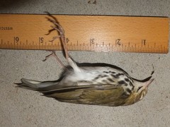 Seiurus aurocapilla