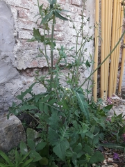 Sonchus oleraceus