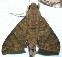 Pachylioides resumens image