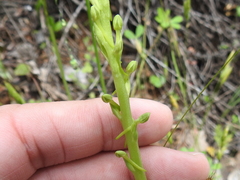 Piperia