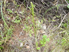 Piperia