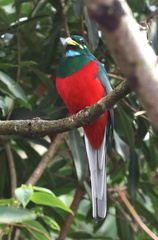 Apaloderma narina narina