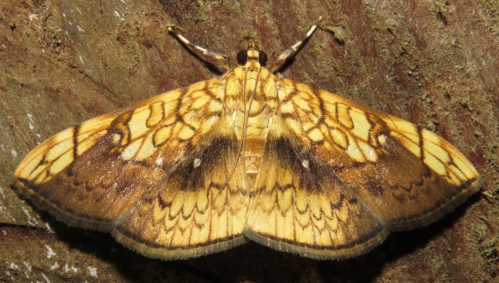 Pantographa suffusalis