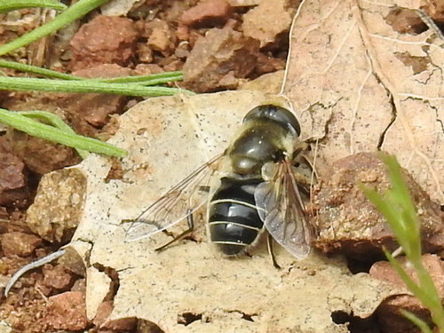 Black-footed Drone Fly photo 3