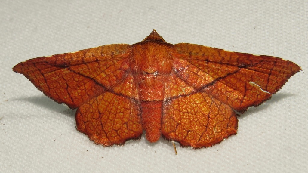 Pentina
