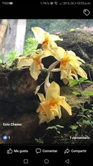 Stanhopea graveolens