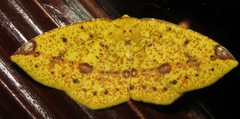 Periclina apricaria
