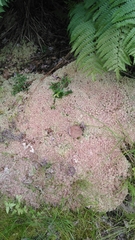 Sphagnum subtile