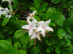 Rhododendron arborescens