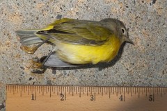 Leiothlypis ruficapilla