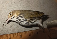 Seiurus aurocapilla
