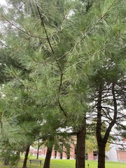 Pinus