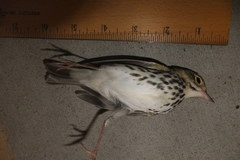 Seiurus aurocapilla
