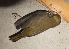 Seiurus aurocapilla