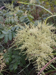Rhus chinensis