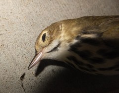 Seiurus aurocapilla