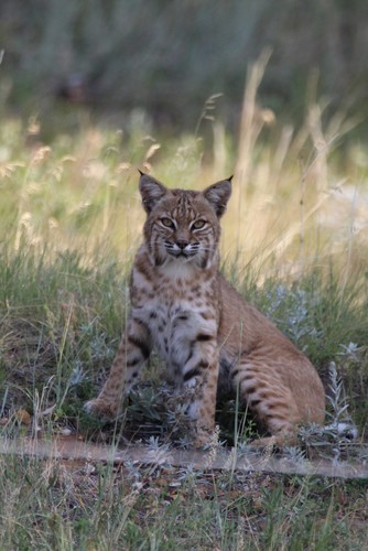 Bobcat photographed in Wyoming