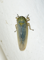 Macrosteles quadrilineatus