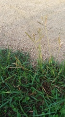 Dichanthium annulatum