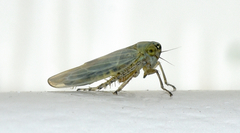 Macrosteles quadrilineatus