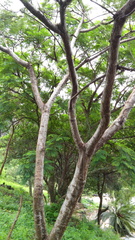 Leucaena esculenta
