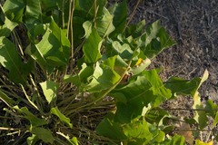 Balsamorhiza