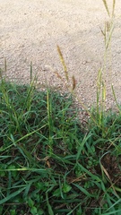 Dichanthium annulatum