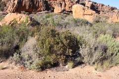 Phylica oleifolia