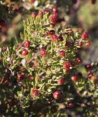 Phylica oleifolia